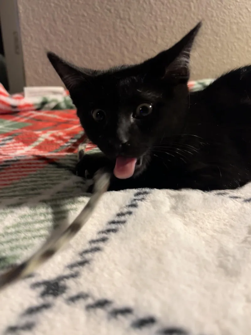 Squirley thumbnail 3