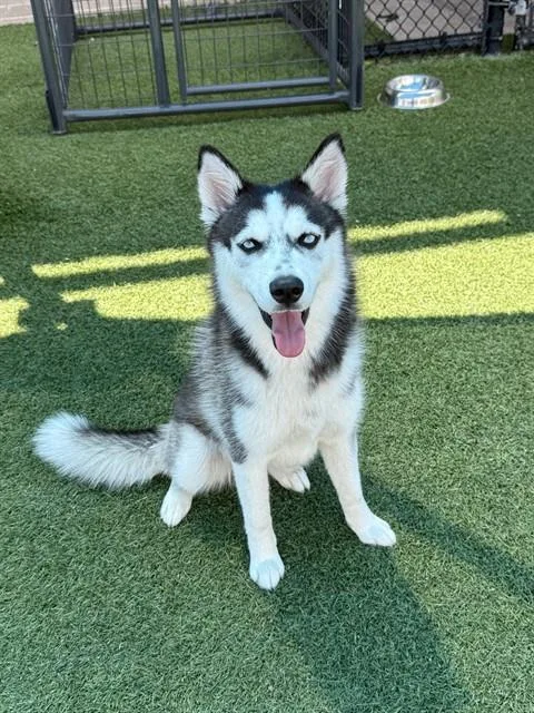A young large-sized female Mixed Breed dog named Cookie for adoption in Dallas, TX