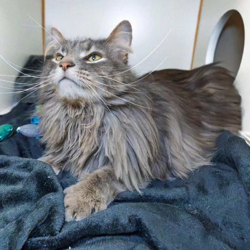 An adult large-sized male Gray / Blue / Silver Domestic Long Hair cat named Walter for adoption in South Elgin, IL