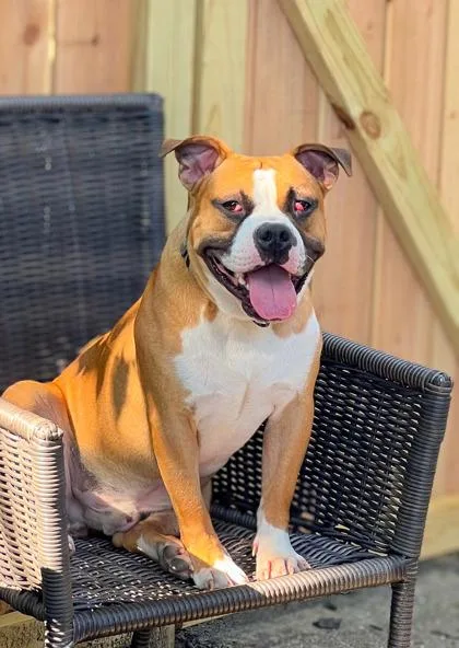 Sideshow Bob thumbnail 2