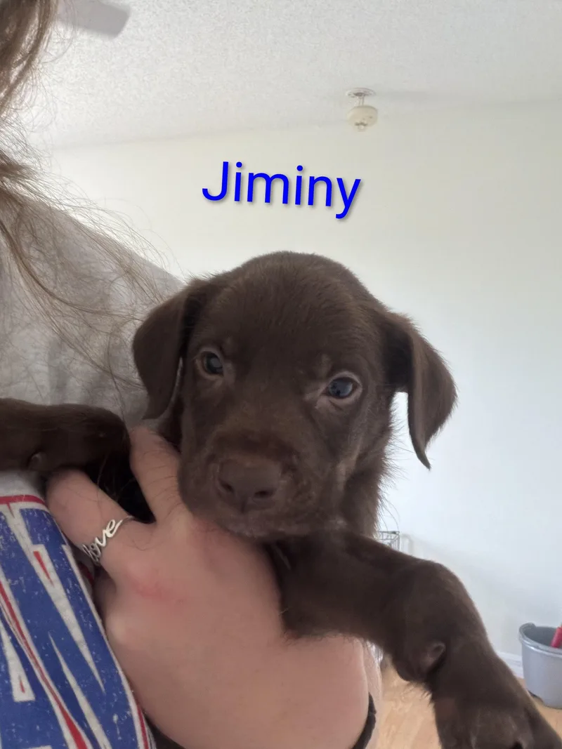 Jiminy