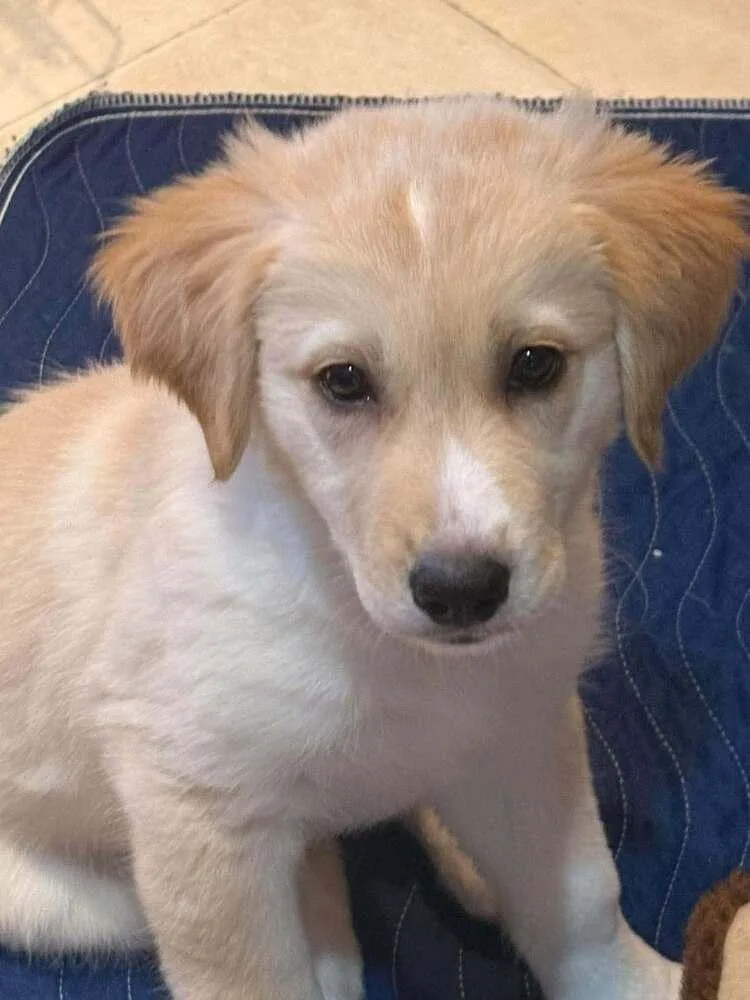 A baby medium-sized female Terrier dog named Joye for adoption in Candler, NC