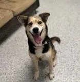 An adult medium-sized female Apricot / Beige Mixed Breed dog named Romy for adoption in Potsdam, NY
