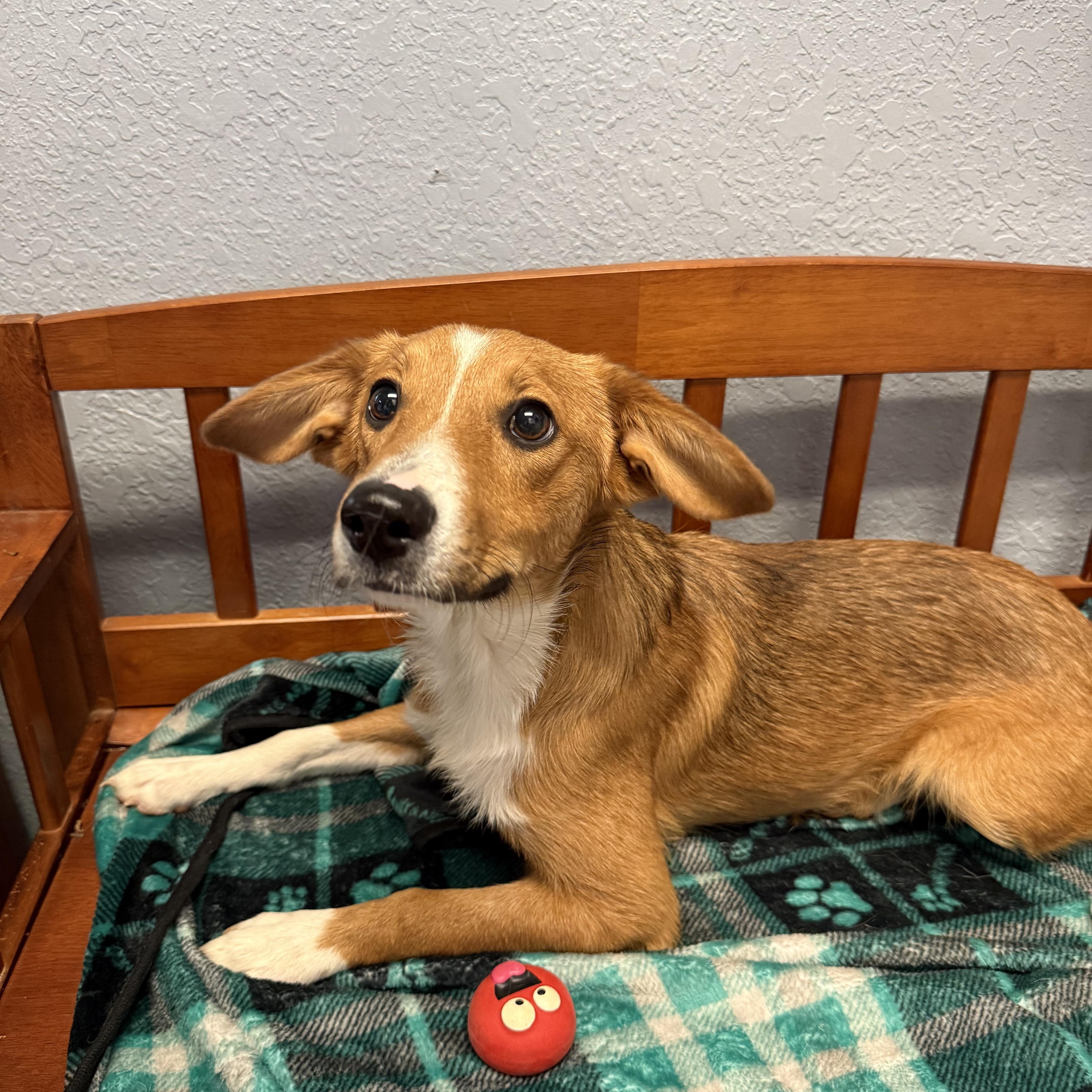 A baby medium-sized male Corgi dog named Kirby for adoption in Oklahoma City, OK