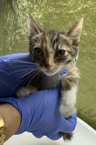 A baby small-sized female Domestic Short Hair cat named Rain for adoption in Riverside, CA