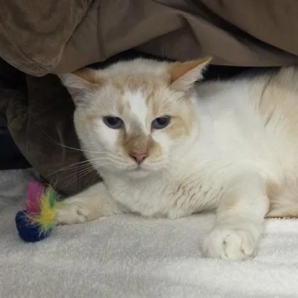 An adult large-sized male Domestic Short Hair cat named Chip for adoption in Voorhees, NJ