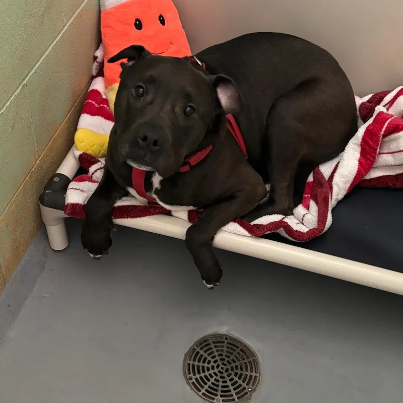 A senior large-sized male Black Mixed Breed dog named Sampson for adoption in DeKalb, IL