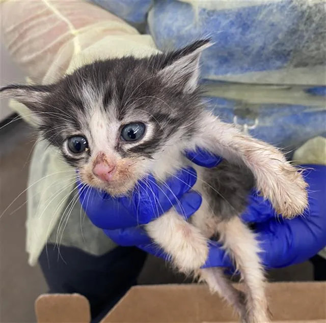 A baby medium-sized male Domestic Short Hair cat named Han for adoption in Dallas, TX