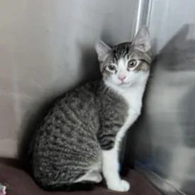 A baby small-sized male White Domestic Short Hair cat named Little Joe for adoption in Matteson, IL