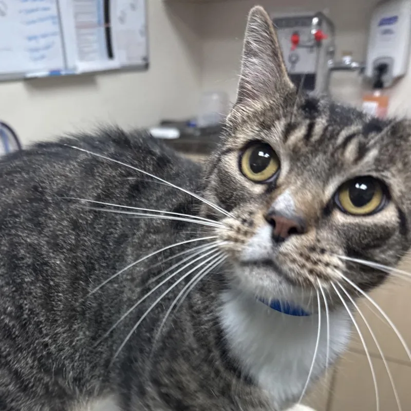 A young large-sized male Brown / Chocolate Domestic Short Hair cat named Figaro for adoption in Lakeland, FL