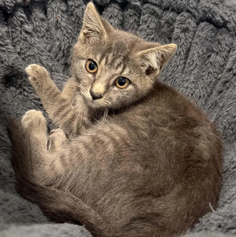 A baby small-sized female American Shorthair cat named Jessie for adoption in Danbury, CT