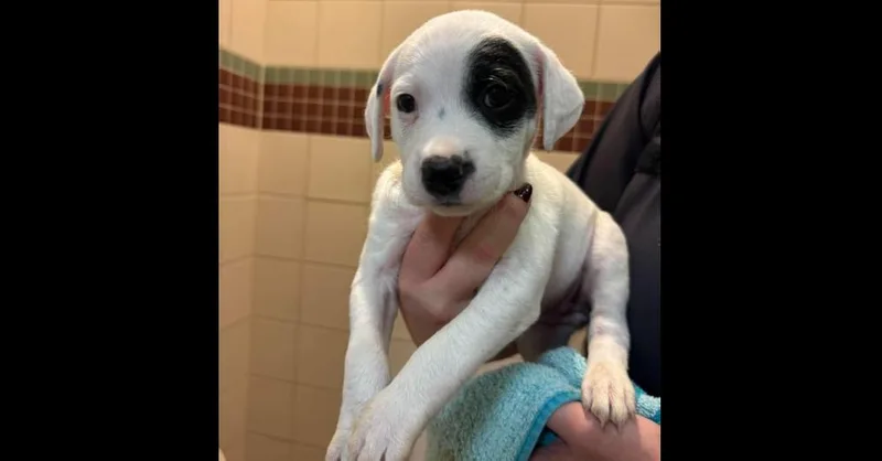 A baby small-sized female Pit Bull Terrier dog named Ted Lasso Litter: Rebecca for adoption in Dallas, TX