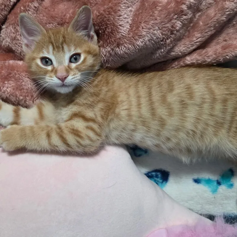 A baby small-sized male Orange / Red Domestic Short Hair cat named Conan C for adoption in Princeton, MN