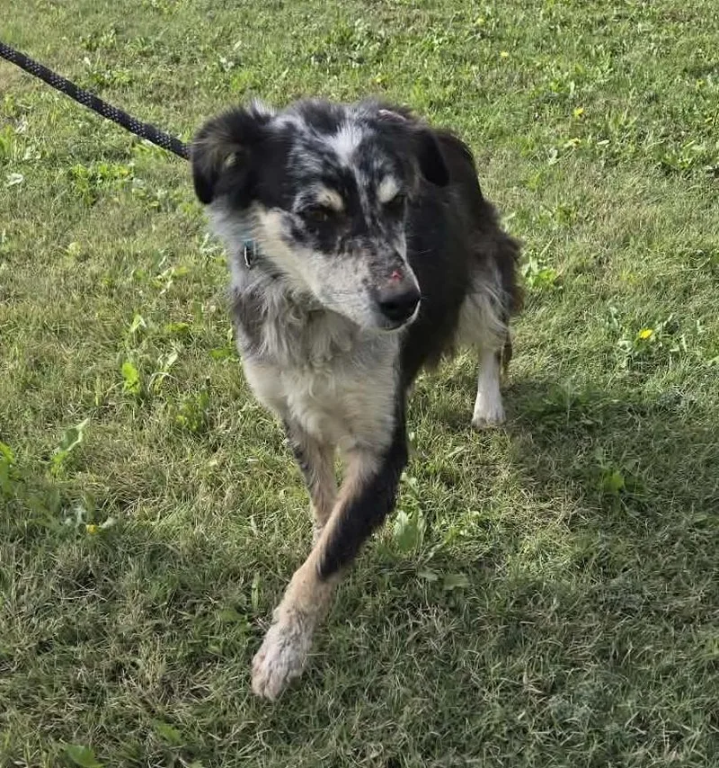 An adult medium-sized female Australian Shepherd dog named Jewels for adoption in Larned, KS