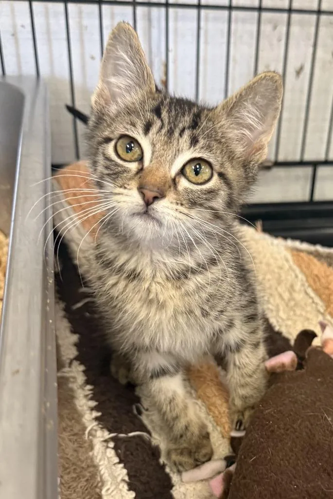 A baby small-sized male Domestic Short Hair cat named Jax for adoption in Lemoore, CA