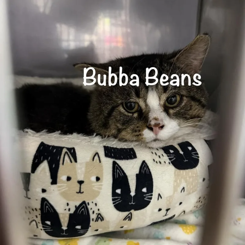 Bubba Beans thumbnail 2