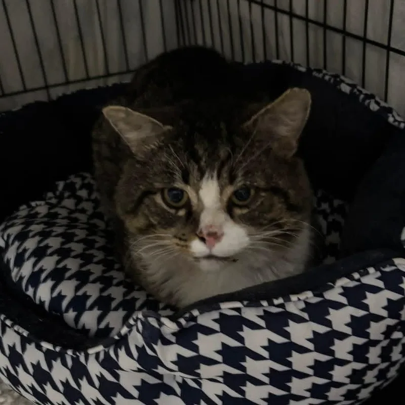 Bubba Beans thumbnail 3