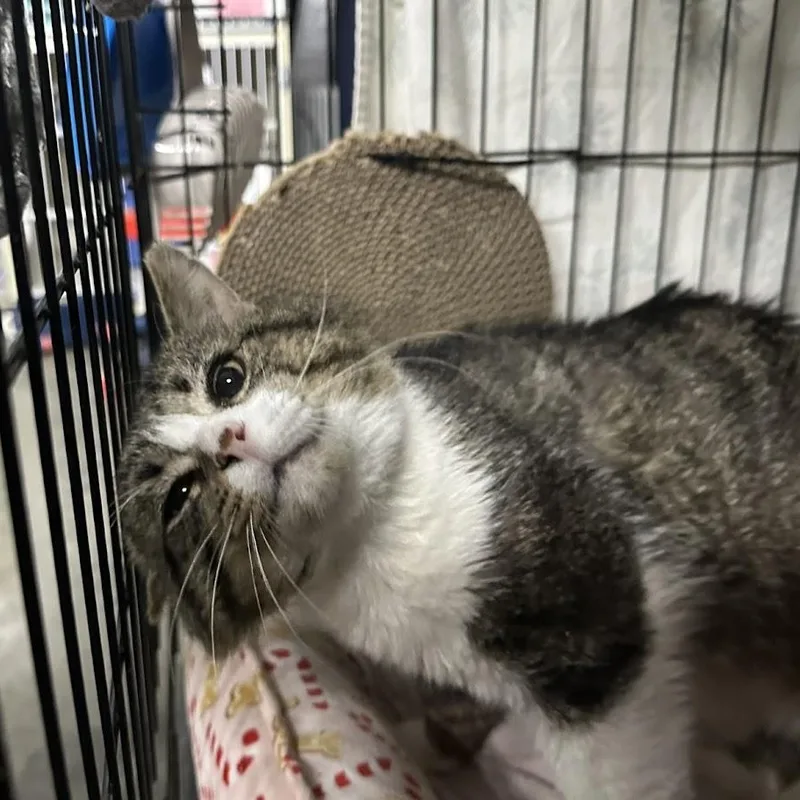 Bubba Beans thumbnail 4