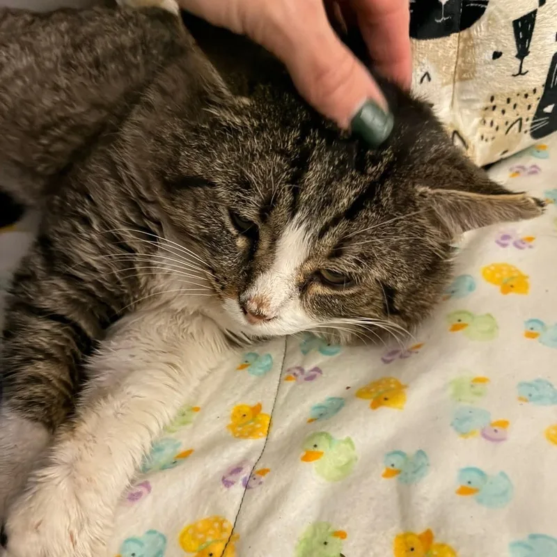 Bubba Beans thumbnail 5