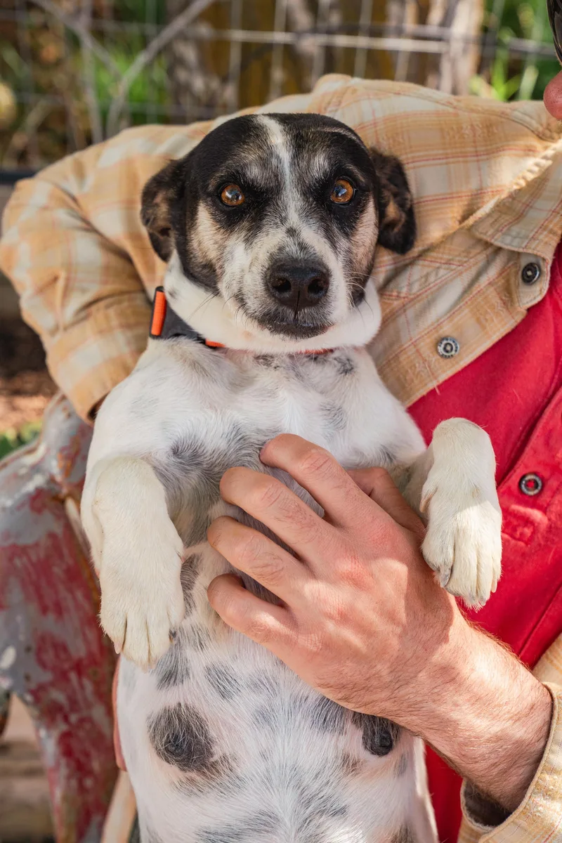 An adult small-sized female White / Cream Mixed Breed dog named Parfait for adoption in Jackson, WY