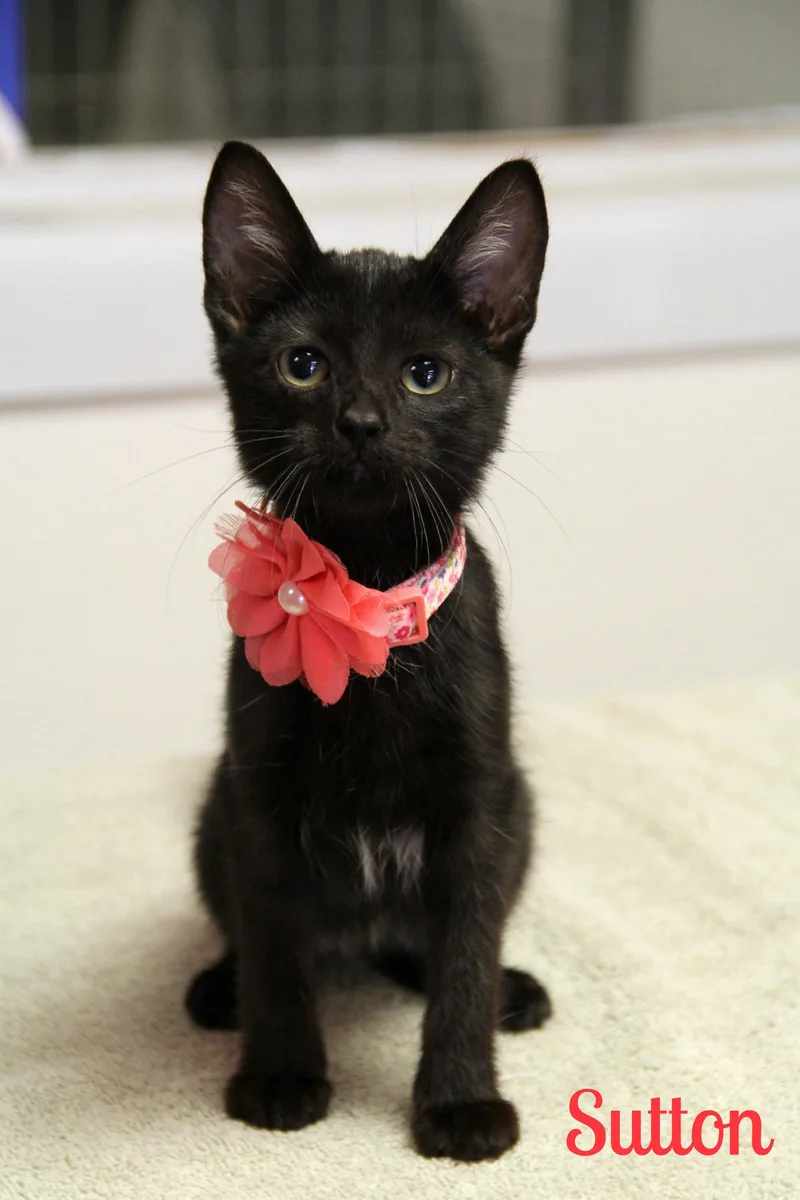 A baby small-sized female Black Domestic Short Hair cat named Sutton for adoption in Vinton, IA