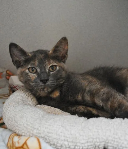 A young medium-sized female Dilute Tortoiseshell Domestic Short Hair cat named Hypatia for adoption in Marietta, GA