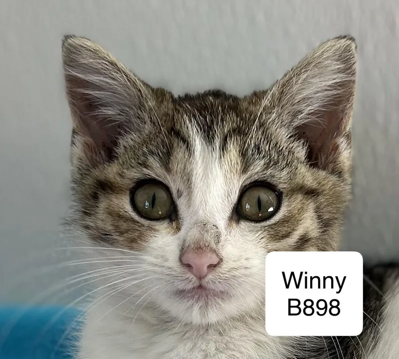 A baby medium-sized female Tabby (Brown / Chocolate) Domestic Short Hair cat named Winny for adoption in Morganton, NC