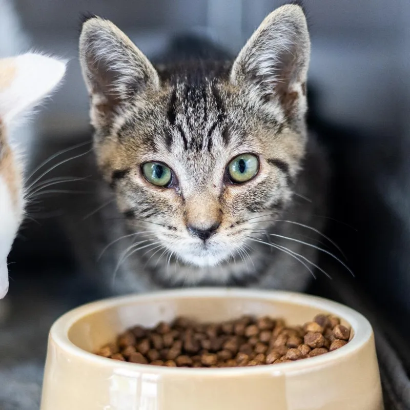 A baby small-sized female Brown / Chocolate Domestic Short Hair cat named Amelia for adoption in Wilmington, DE