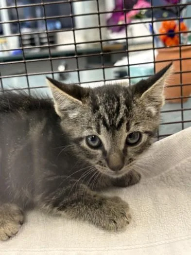A baby small-sized male Domestic Short Hair cat named Troy for adoption in Chatsworth, CA