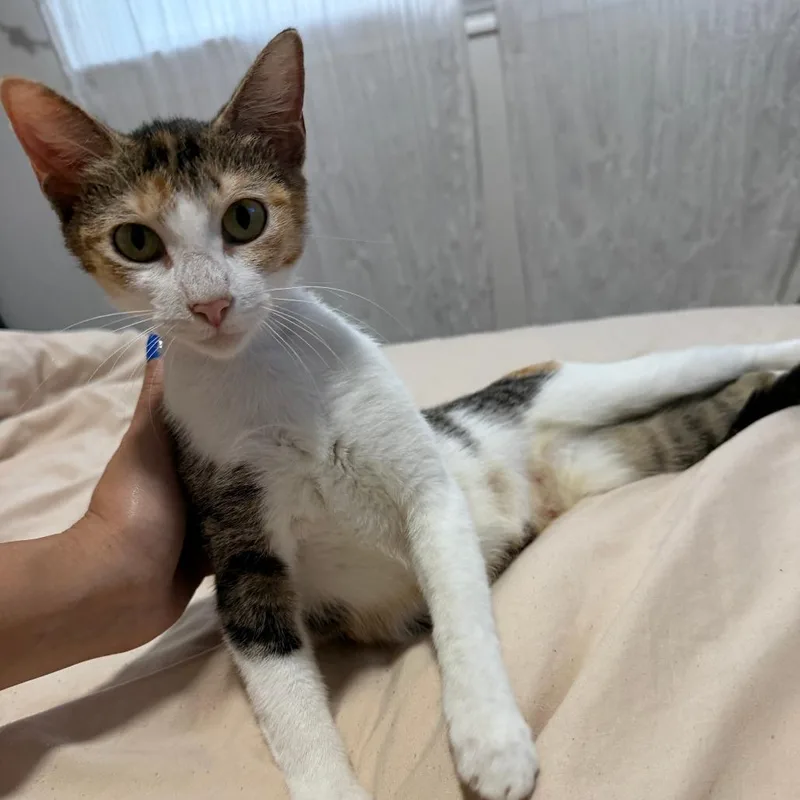 A young medium-sized female Calico Domestic Short Hair cat named Billie for adoption in Houston, TX