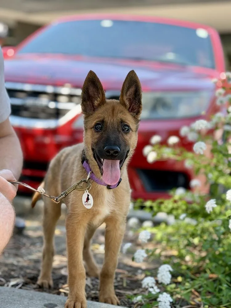 A baby large-sized male German Shepherd Dog dog named Tiny for adoption in Palo Alto, CA