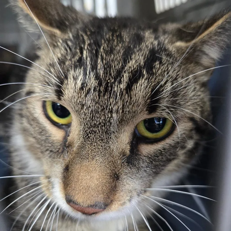 A young medium-sized male Domestic Short Hair cat named Addie Career Cat for adoption in Newark, NJ
