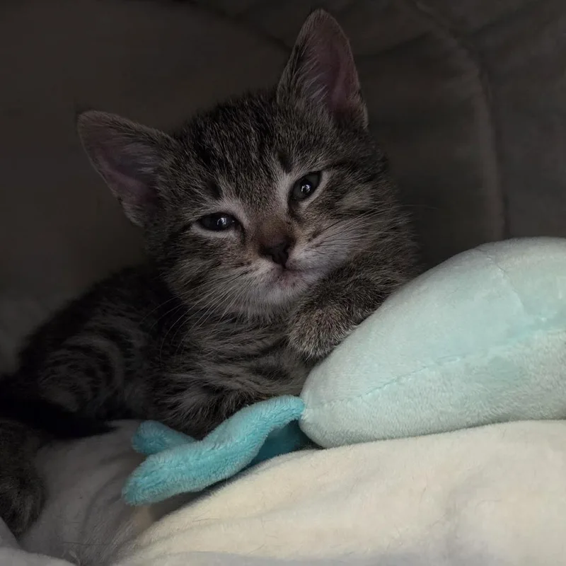 A baby small-sized male Gray / Blue / Silver Domestic Short Hair cat named Gus for adoption in Camden, DE