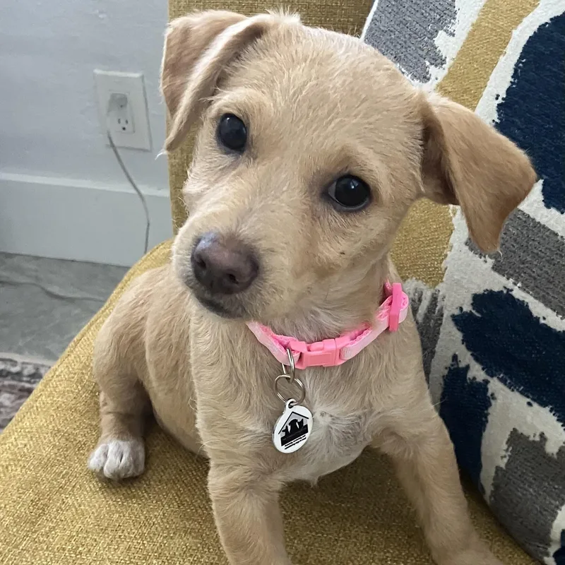 Hallie