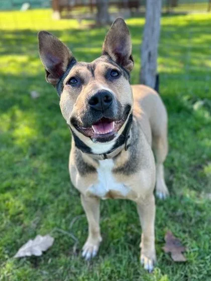 Constellation thumbnail 2