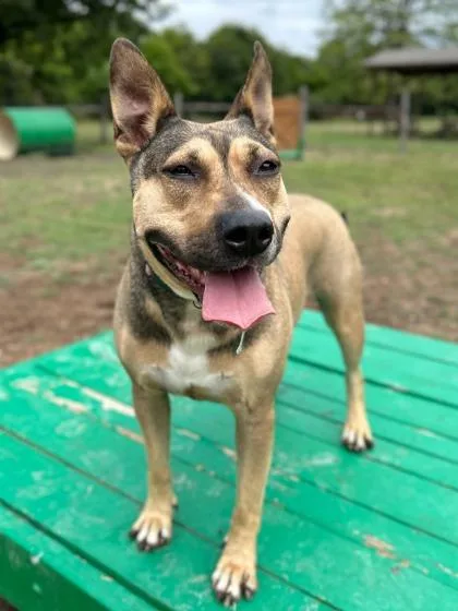 Constellation thumbnail 3