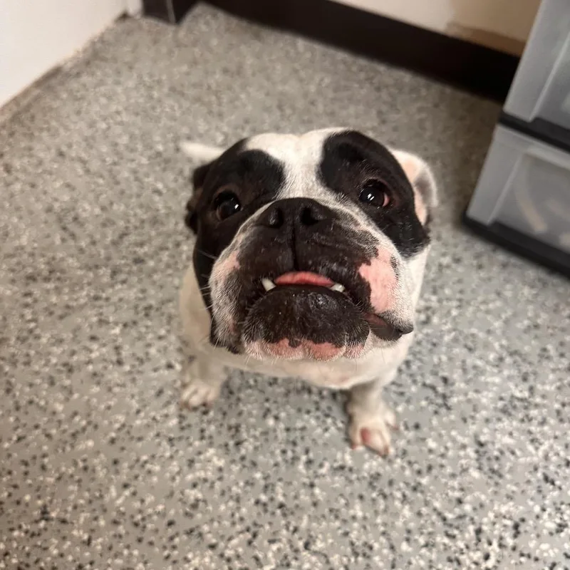 A senior medium-sized female White / Cream English Bulldog dog named Dixie for adoption in Lakeland, FL