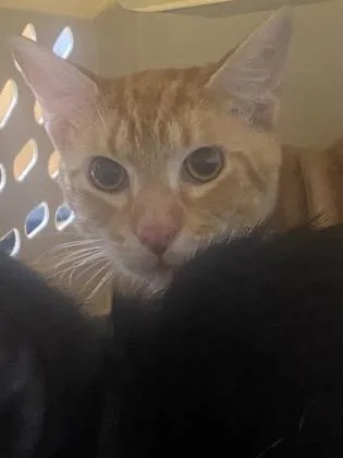 An adult large-sized male Domestic Short Hair cat named Leo for adoption in Gainesville, FL