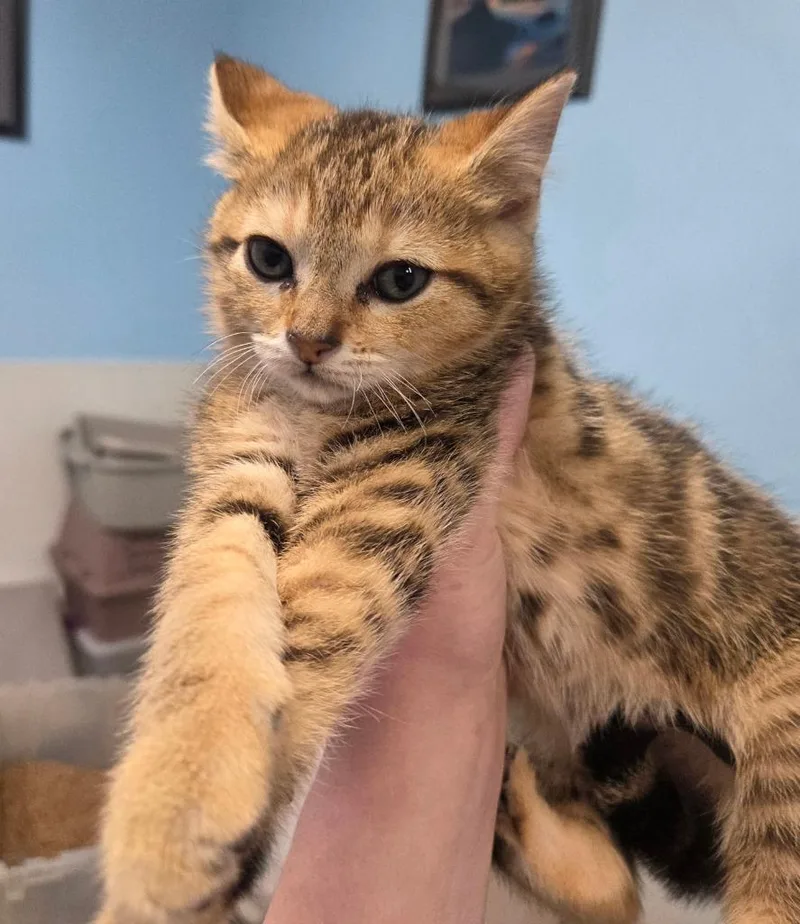 A baby small-sized female British Shorthair cat named Tonie for adoption in Gold Beach, OR