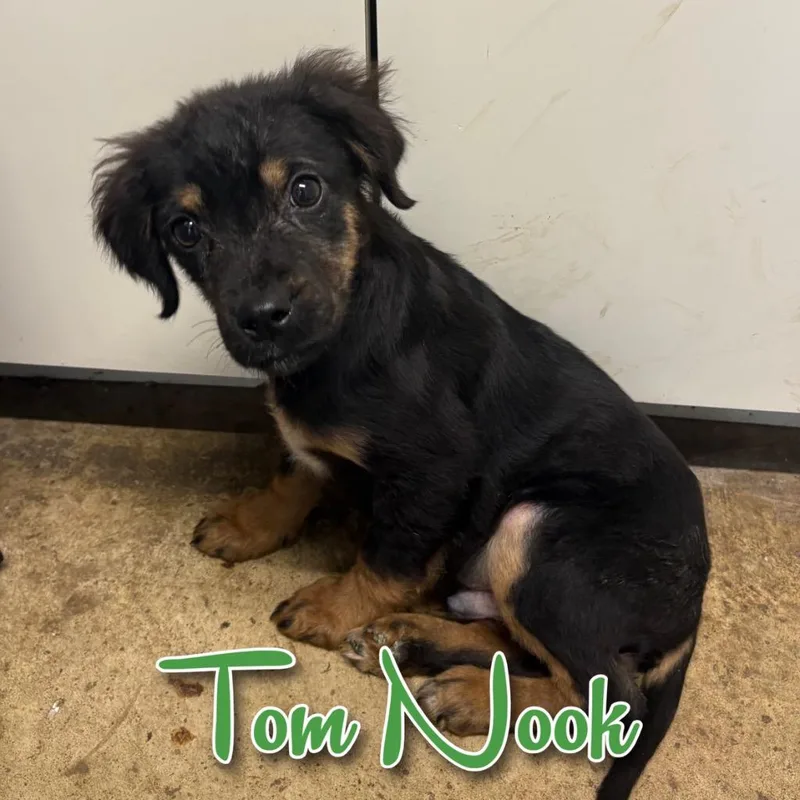 A baby small-sized male Dachshund dog named Tom Nook for adoption in Hillsboro, OH