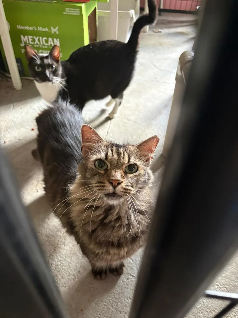 A young medium-sized female Tabby (Brown / Chocolate) Domestic Medium Hair cat named Tily for adoption in San Juan, PR