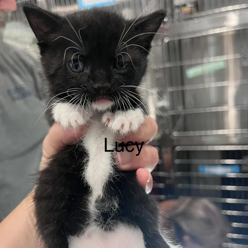 A baby small-sized female Black Domestic Short Hair cat named Lucy for adoption in Scituate, MA