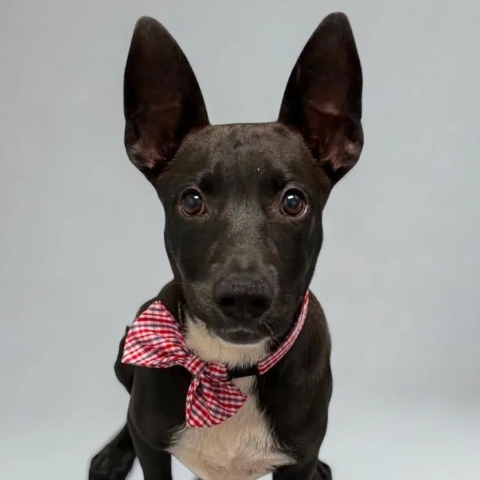 A baby small-sized male Black Border Collie dog named Salt for adoption in Concord, NC