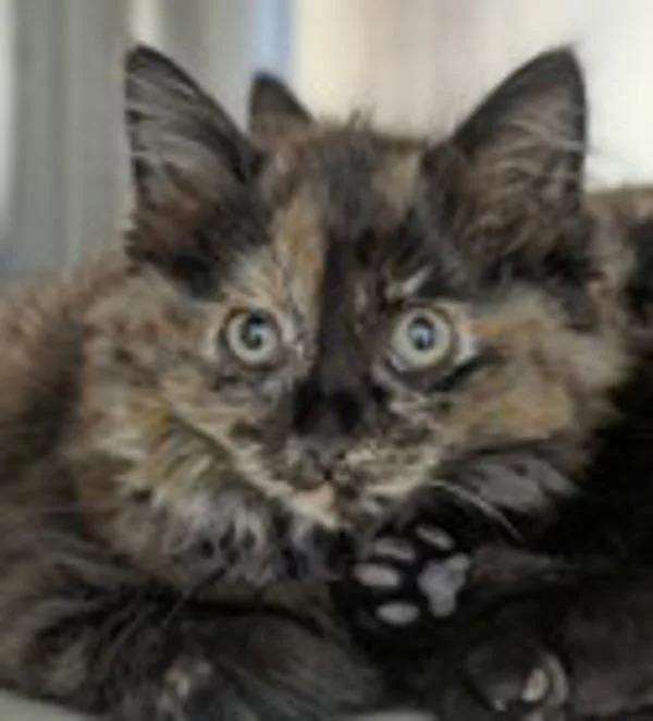 A baby medium-sized female Domestic Medium Hair cat named Tippy for adoption in Oakland, CA