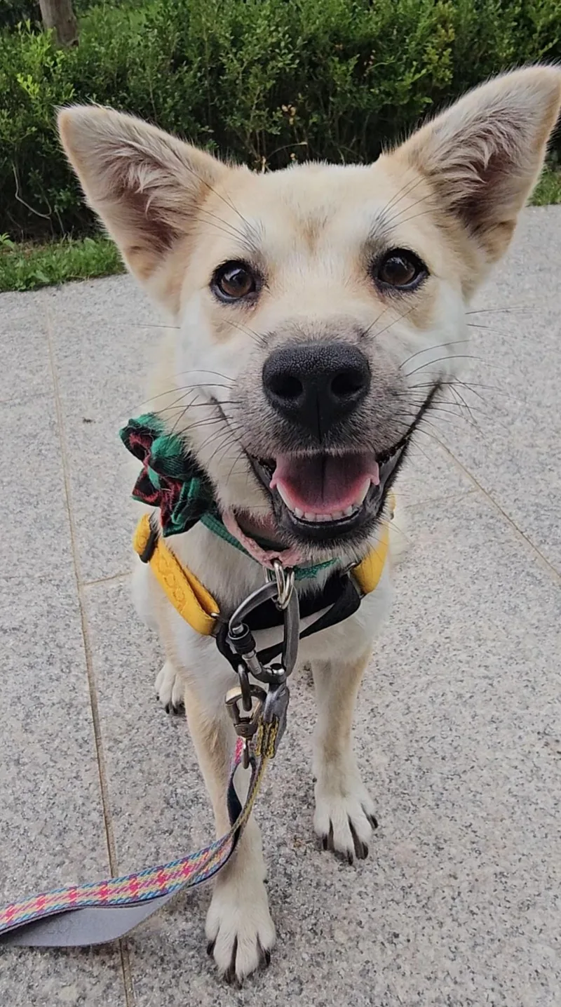 A baby small-sized female Jindo dog named Lisa for adoption in Seattle , WA