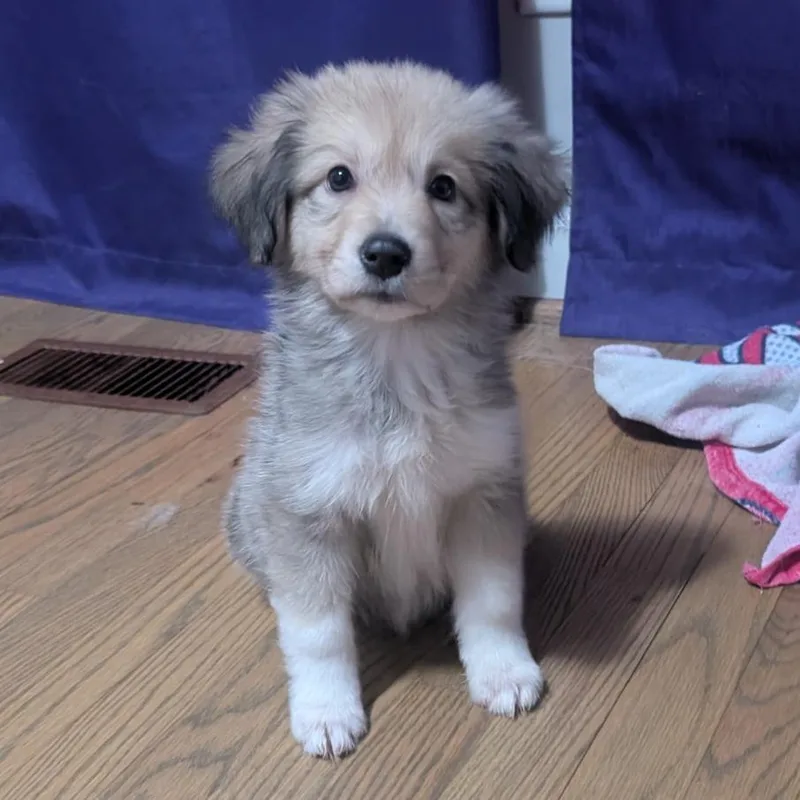 A baby medium-sized female Mixed Breed dog named Birdie for adoption in Durham, NC