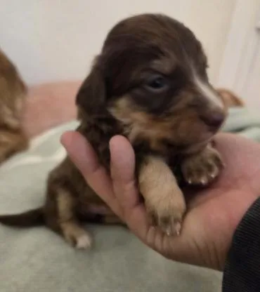 A baby small-sized female Dachshund dog named Phoebe for adoption in Arlington, TX