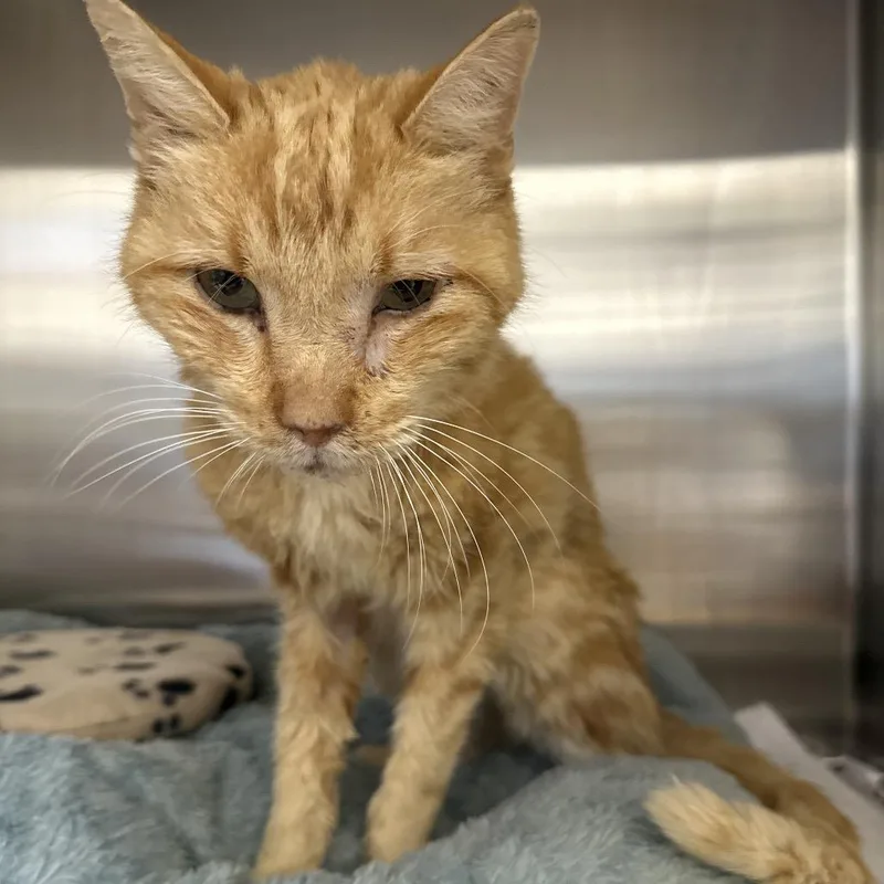 A senior medium-sized male White Domestic Short Hair cat named Carl for adoption in Austin, TX