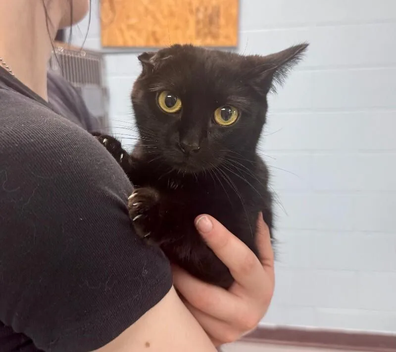 An adult medium-sized female Black Domestic Short Hair cat named Nugget for adoption in Wooster, OH