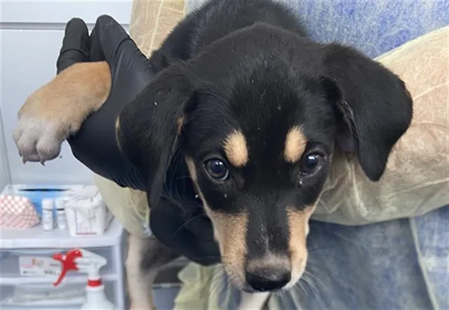 A baby large-sized female Mixed Breed dog named Sequoya for adoption in Dallas, TX
